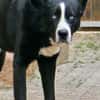 Max - Husky-Mix