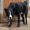 Max - Husky-Mix