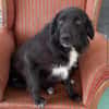 Polly sucht ab Dezember ein zu Hause