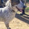 Kleiner BOUBIS sucht ein Zuhause