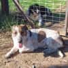 Kleiner BOUBIS sucht ein Zuhause