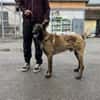 Charmeur und Kuschelkandidat Franjo