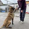 Charmeur und Kuschelkandidat Franjo