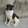 Dulce- so lieb, sucht ihre Familie