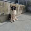 Dulce- so lieb, sucht ihre Familie