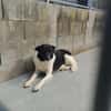 Dulce- so lieb, sucht ihre Familie