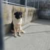 Dulce- so lieb, sucht ihre Familie