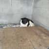 Dulce- so lieb, sucht ihre Familie