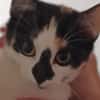 MYRTILLE