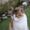 Hermine