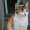 Hermine