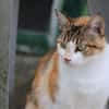 Hermine