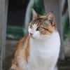 Hermine
