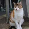 Hermine