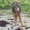 Bobby, cherche toujours sa famille
