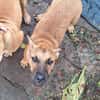 Ava, femelle, croisée berger, née le 25/04/2025