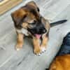 Verso, mâle croisé berger malinois, né le 10/08/2025 🐶
