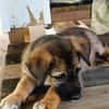 Verso, mâle croisé berger malinois, né le 10/08/2025 🐶