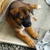 Verso, mâle croisé berger malinois, né le 10/08/2025 🐶