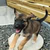 Verso, mâle croisé berger malinois, né le 10/08/2025 🐶