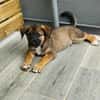 Verso, mâle croisé berger malinois, né le 10/08/2025 🐶