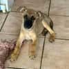 Rolly, femelle croisée berger, née le 01/08/2025 🐶