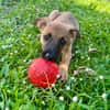 Rolly, femelle croisée berger, née le 01/08/2025 🐶