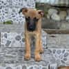 Rolly, femelle croisée berger, née le 01/08/2025 🐶