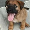 Robin, mâle croisé berger malinois, né le 10/08/2025 🐶