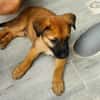Robin, mâle croisé berger malinois, né le 10/08/2025 🐶