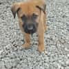 Robin, mâle croisé berger malinois, né le 10/08/2025 🐶