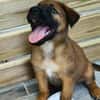 Robin, mâle croisé berger malinois, né le 10/08/2025 🐶