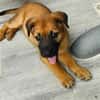Robin, mâle croisé berger malinois, né le 10/08/2025 🐶