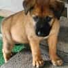 Robin, mâle croisé berger malinois, né le 10/08/2025 🐶