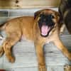 Robin, mâle croisé berger malinois, né le 10/08/2025 🐶