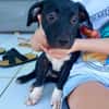 Lupin, mâle croisé créole, né le 25/06/2025 🐶