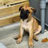 Half, mâle croisé berger malinois, né le 10/08/2025 🐶