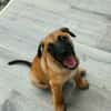 Half, mâle croisé berger malinois, né le 10/08/2025 🐶