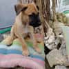 Half, mâle croisé berger malinois, né le 10/08/2025 🐶