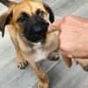 Half, mâle croisé berger malinois, né le 10/08/2025 🐶
