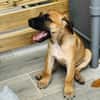 Half, mâle croisé berger malinois, né le 10/08/2025 🐶
