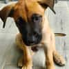Half, mâle croisé berger malinois, né le 10/08/2025 🐶