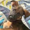 Brownie, femelle croisée berger, née le 01/08/2025 🐶