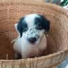 Ascot, mâle croisé berger, né le 10/08/2025 🐶