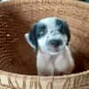 Ascot, mâle croisé berger, né le 10/08/2025 🐶