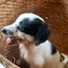 Ascot, mâle croisé berger, né le 10/08/2025 🐶