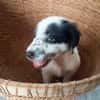 Ascot, mâle croisé berger, né le 10/08/2025 🐶
