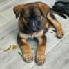 Aribo, mâle croisé berger malinois, né le 10/08/2025 🐶