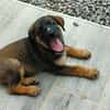 Aribo, mâle croisé berger malinois, né le 10/08/2025 🐶