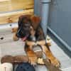 Aribo, mâle croisé berger malinois, né le 10/08/2025 🐶